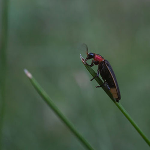 A firefly (Bicellonycha wickershamorum)