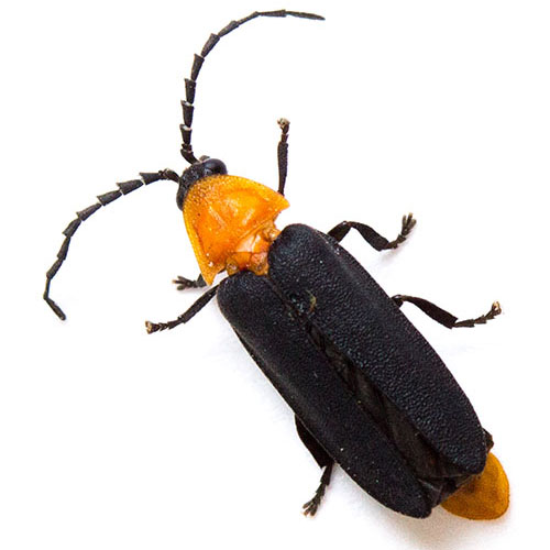 A black and orange firefly with large, saw-toothed antennae.