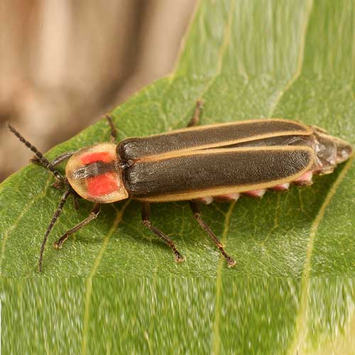 A firefly (Photinus knulli)