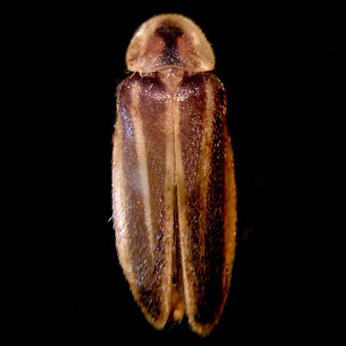 A firefly (Photuris bethaniensis)
