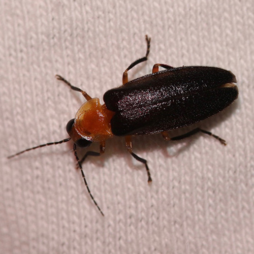A firefly (Photuris flavicollis)