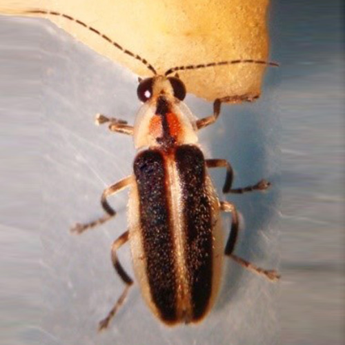 A firefly (Photuris forresti)