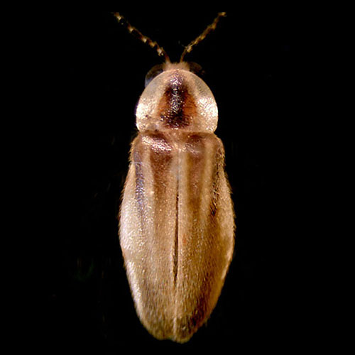 A firefly (Photuris mysticalampas)
