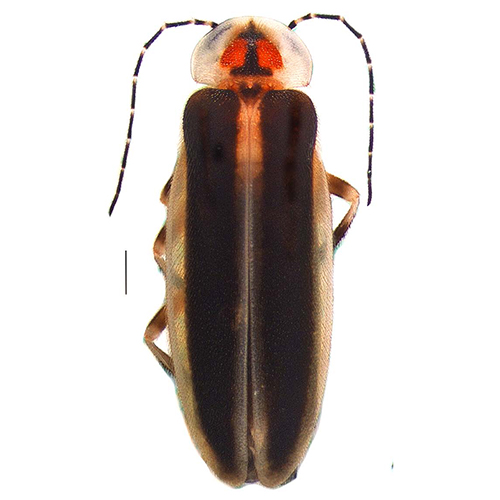 A firefly (Photuris walldoxeyi)