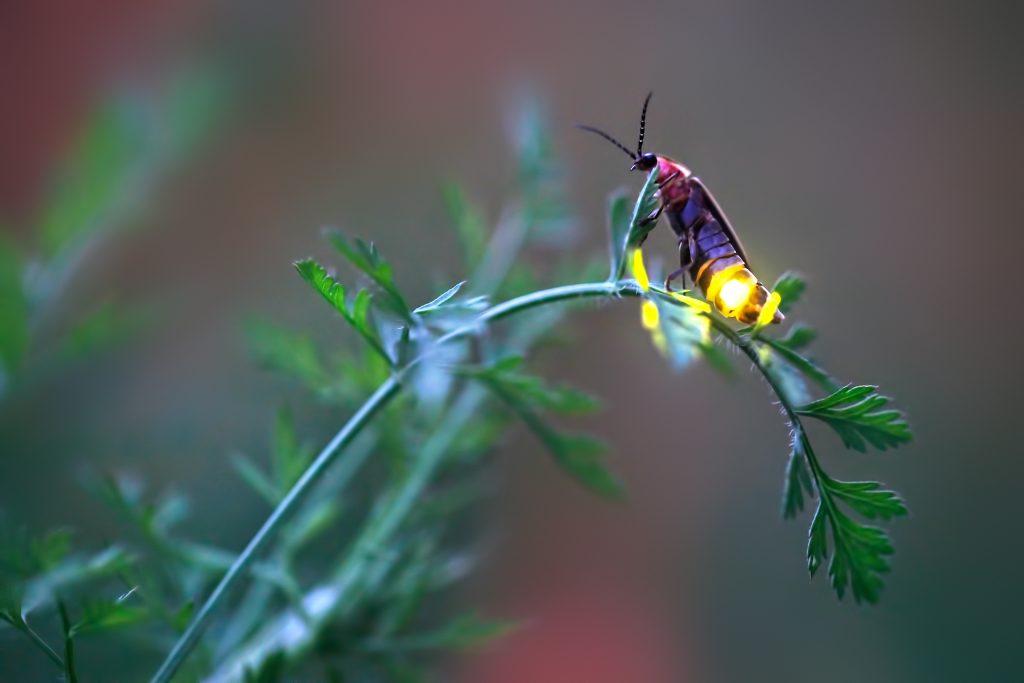 Lit firefly on branch