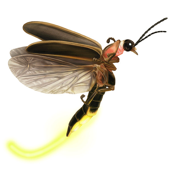 The alluring firefly: nature's lightning bug may hold key to medical  breakthroughs, Insects