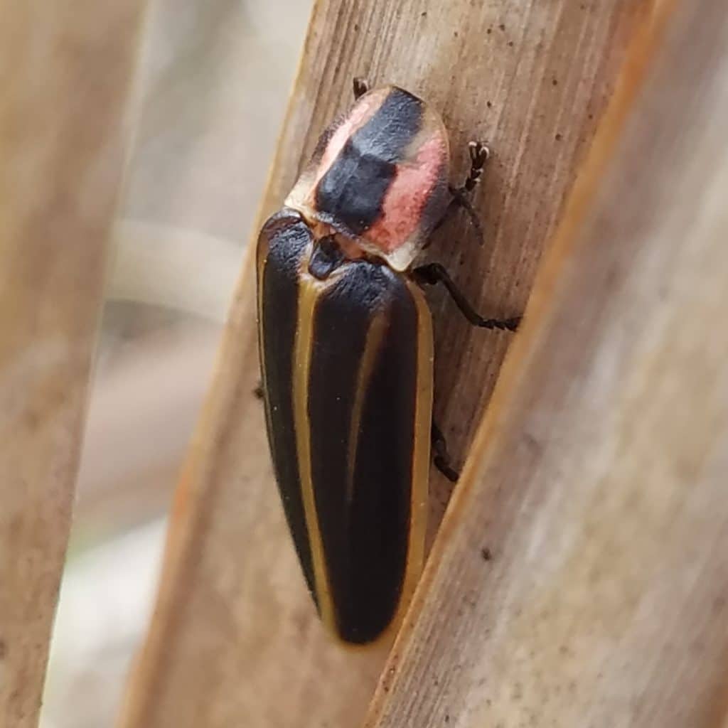 A firefly (Pyractomena ecostata)