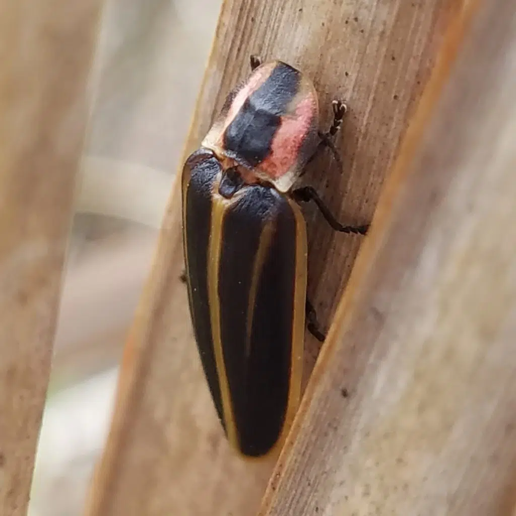 A firefly (Pyractomena ecostata)