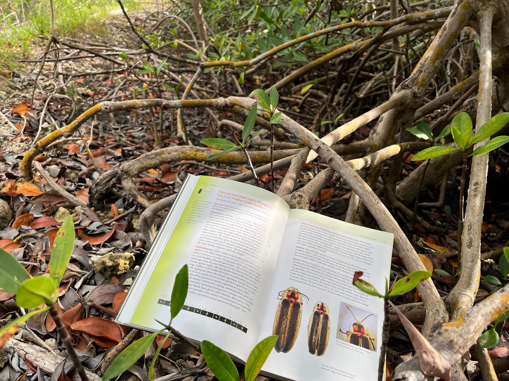 A firefly field guide opened to the Florida intertidal firefly page and propped on the ground against mangrove roots.