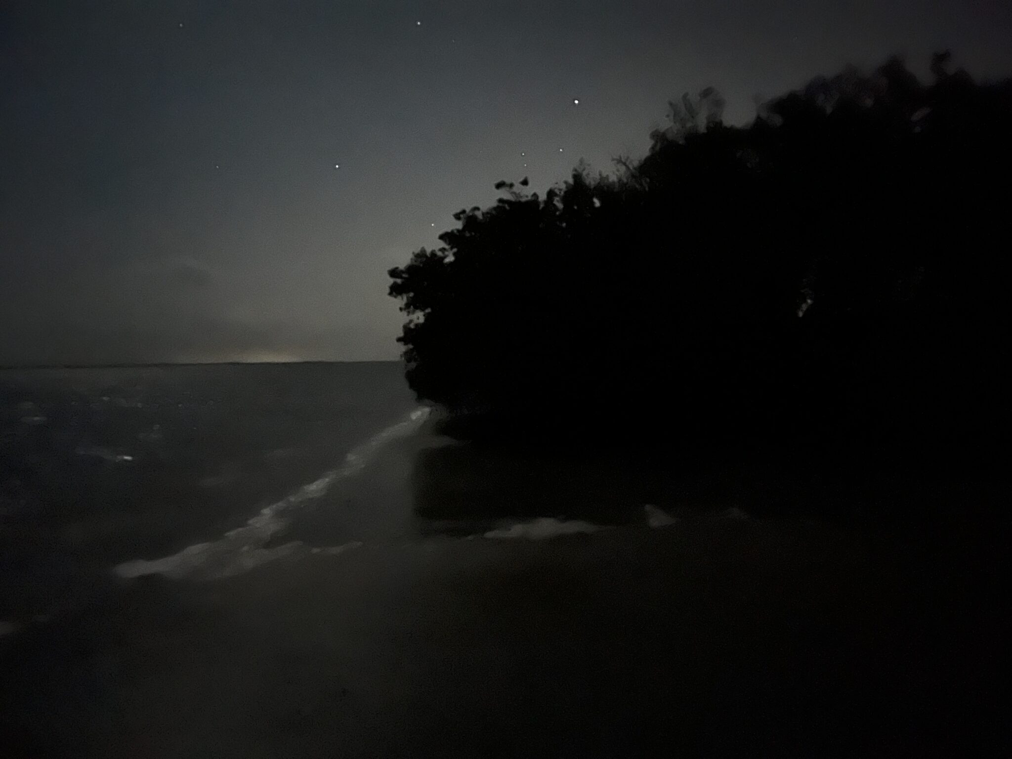 A night scene of the ocean, starry sky, and silhouetted trees.