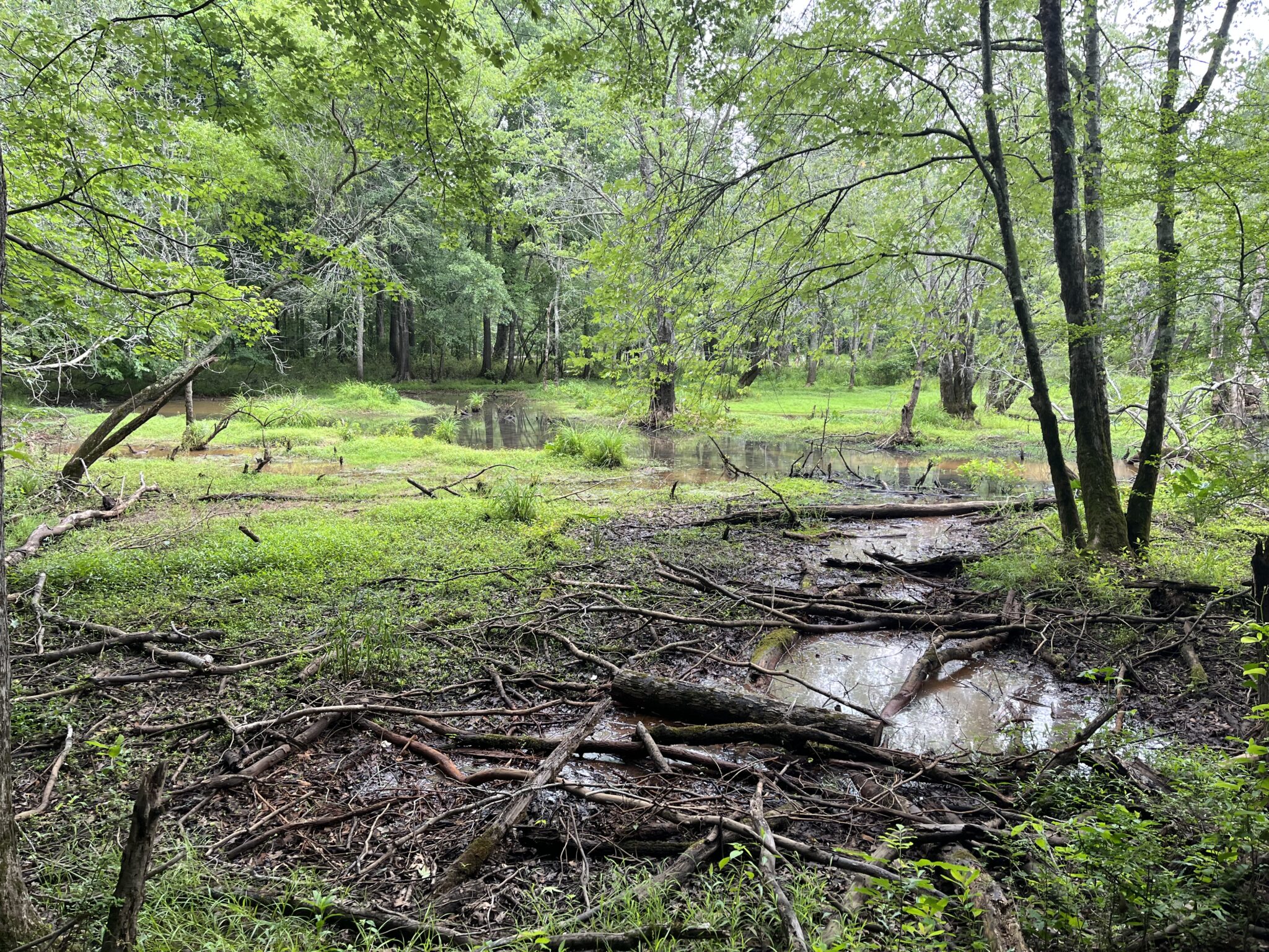 A swampy wetland with fallen branches and patches of mud on the ground.