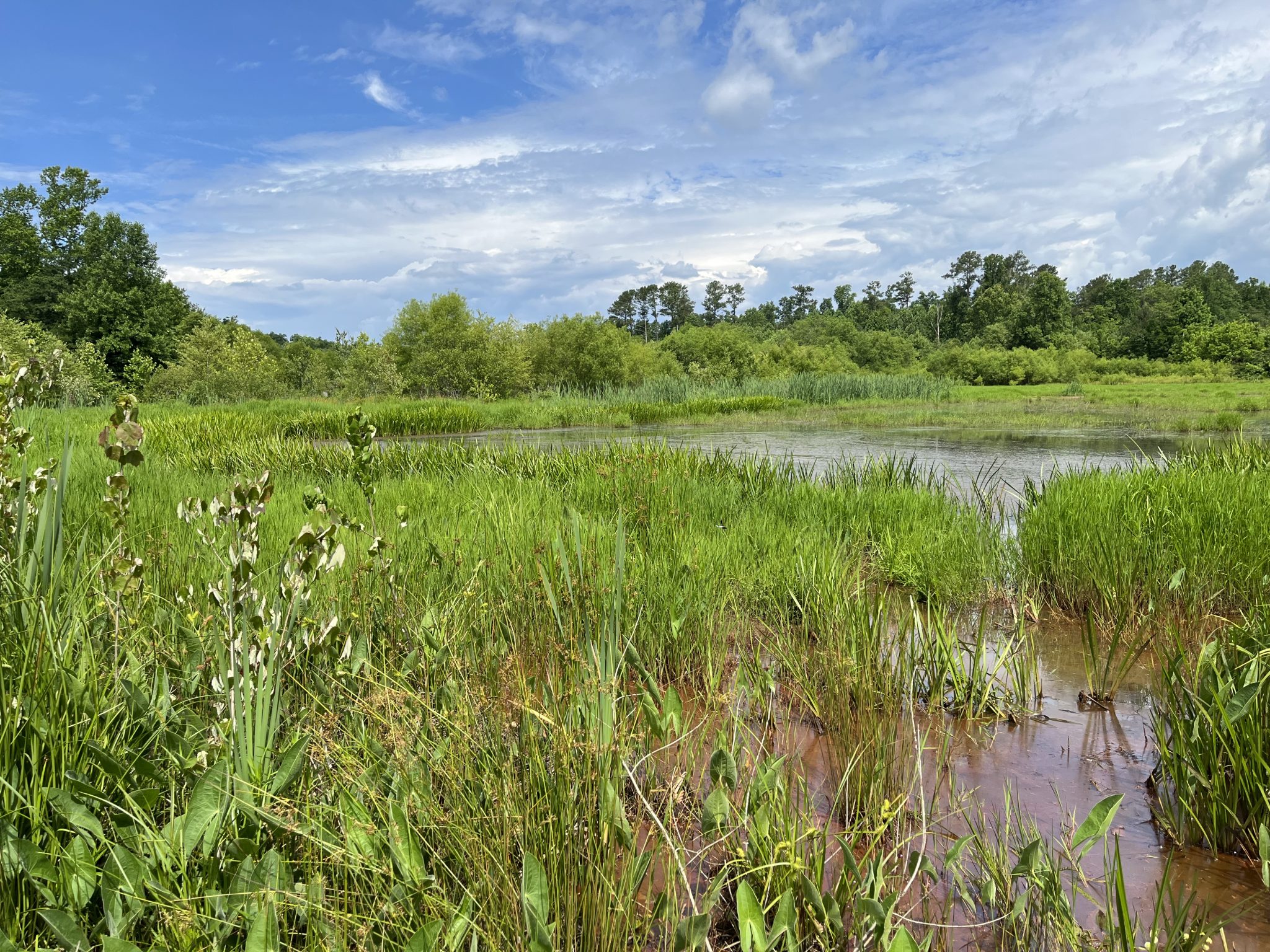 A marshy pond bordered by tall grass