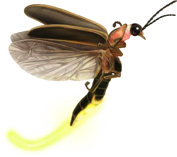 Firefly Atlas