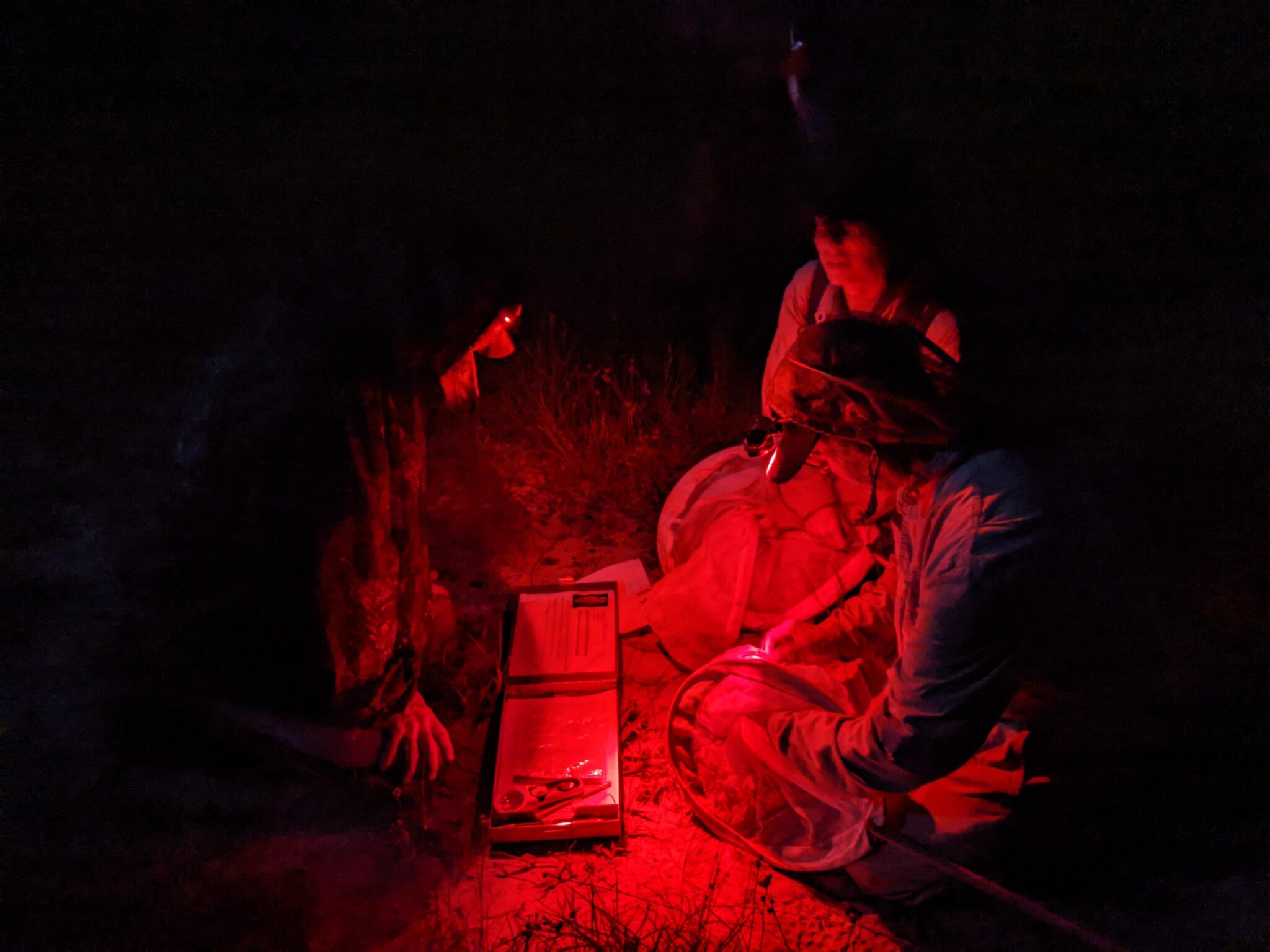 Firefly-surveyors_1_Assateague_MD_Fallon_Xerces