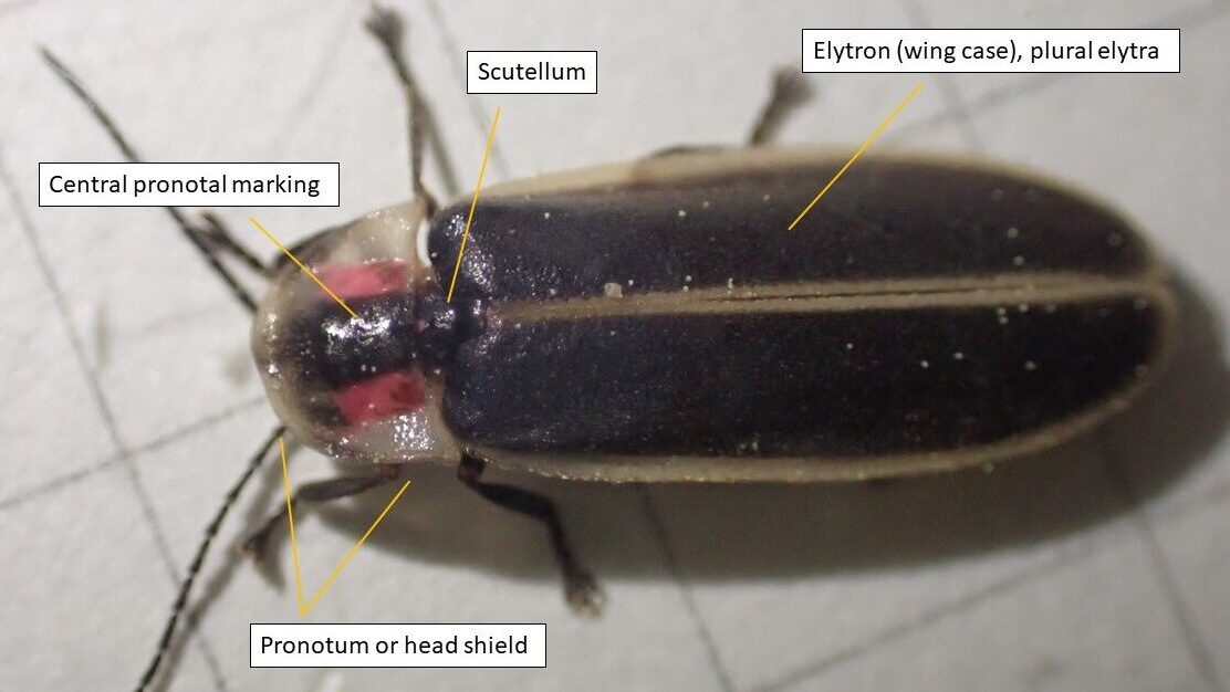 Up-close firefly, with labels for central pronotal marking, scutellum, elytron, and pronotum.