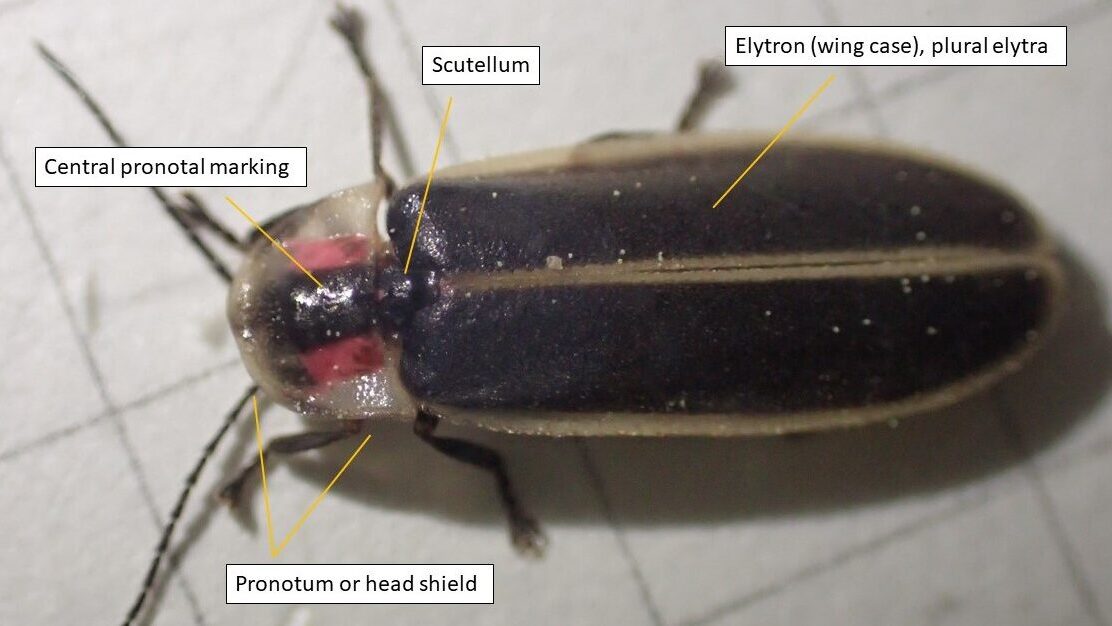 firefly body diagram