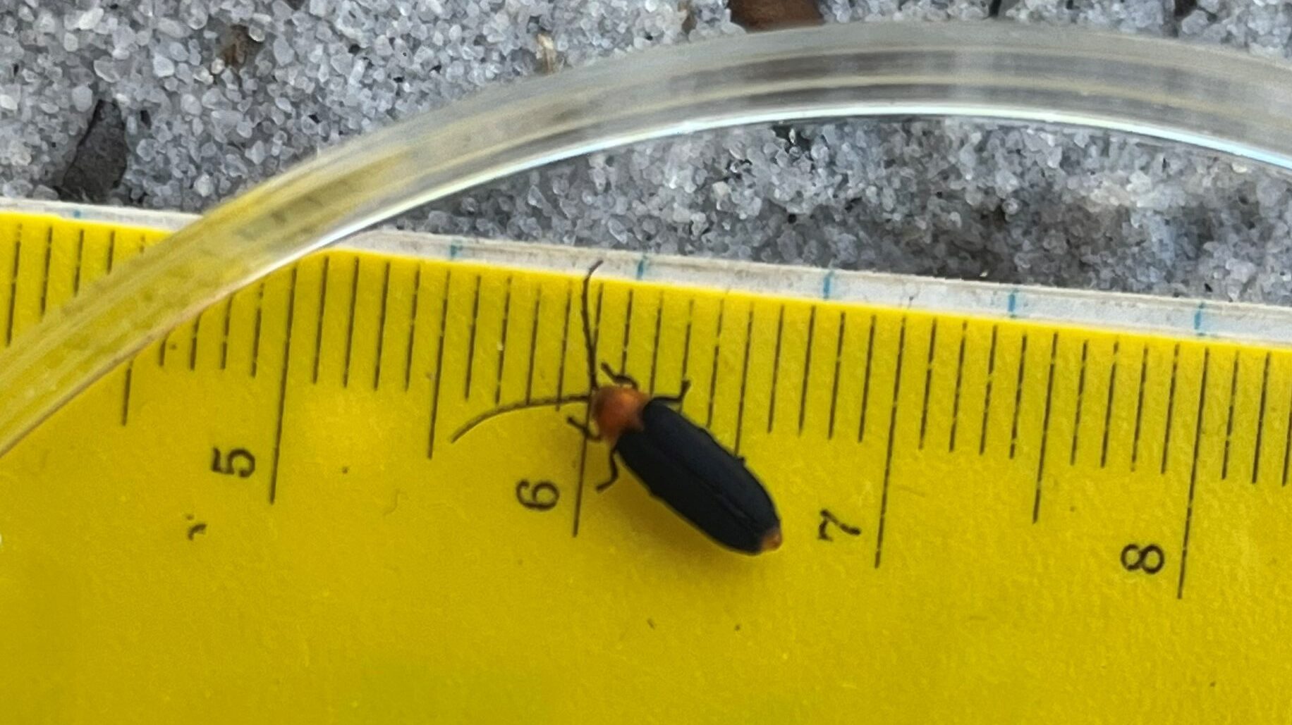 Firefly in a petri dish, held over a ruler.