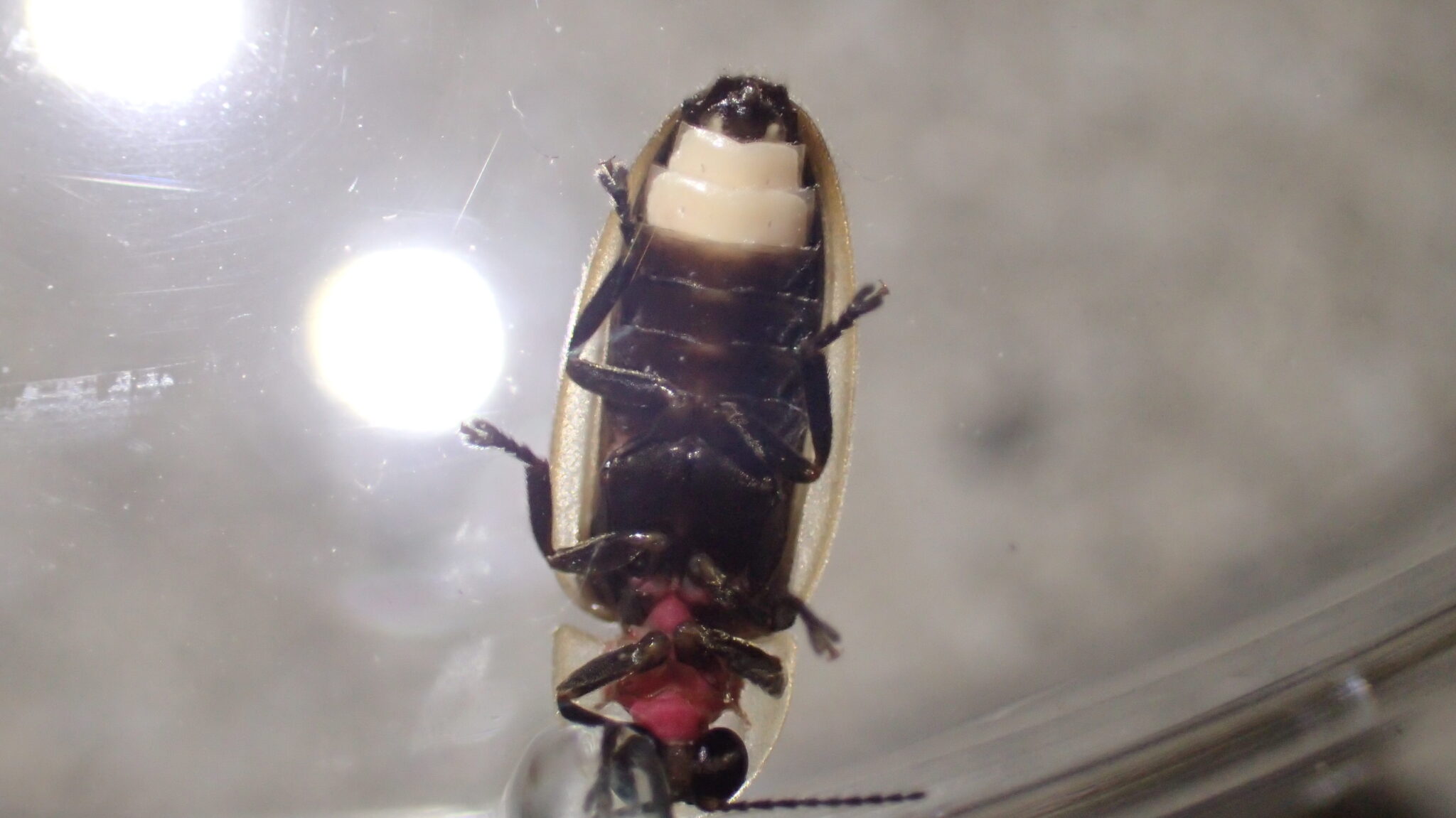 The underside of a firefly viewed through a transparent petri dish.