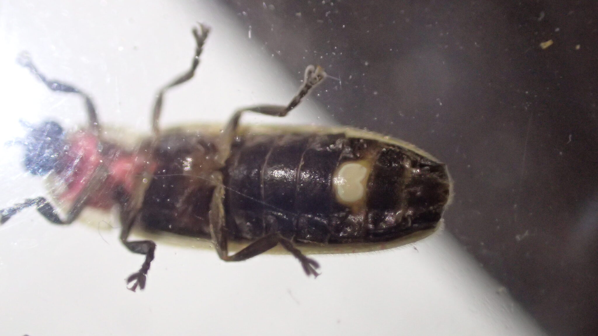Underside of a female Photinus firefly showing small, central lantern.