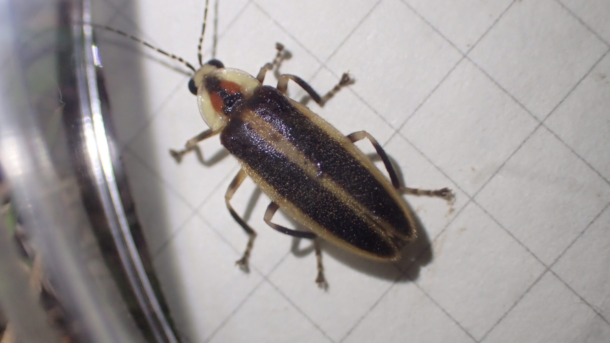 A Photuris firefly against graph paper in a petri dish.