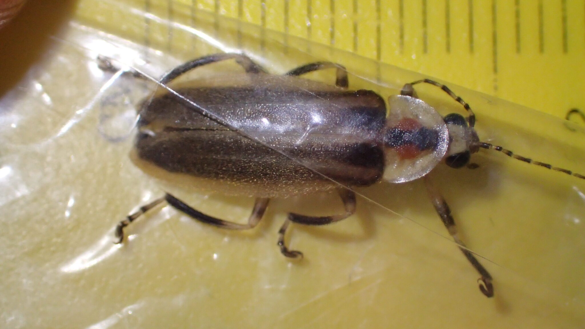 A firefly in a transparent plastic bag, pressed against a ruler.