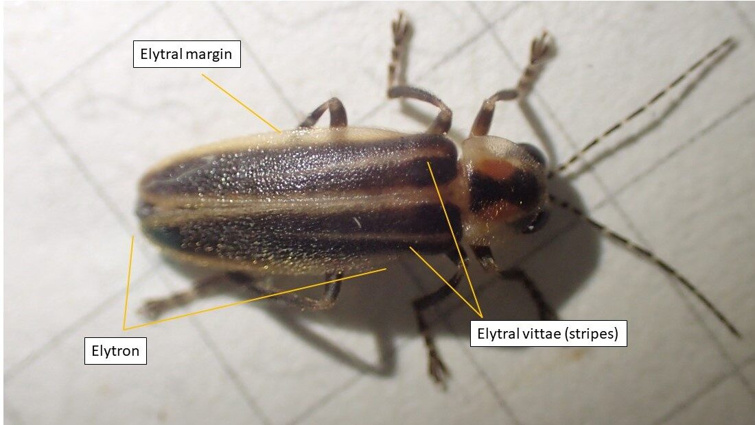 The back of a firefly, with labels illustrating the elytral margin, elytron, and elytral vittae (wing stripes).