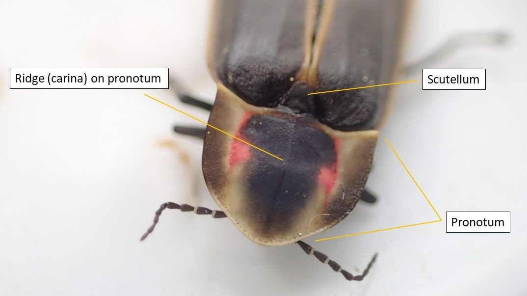 A firefly, with arrows and labels illustrating the pronotum (head shield), scutellum (triangular structure where the elytra and pronotum meet), and carina (ridge) on the pronotum.