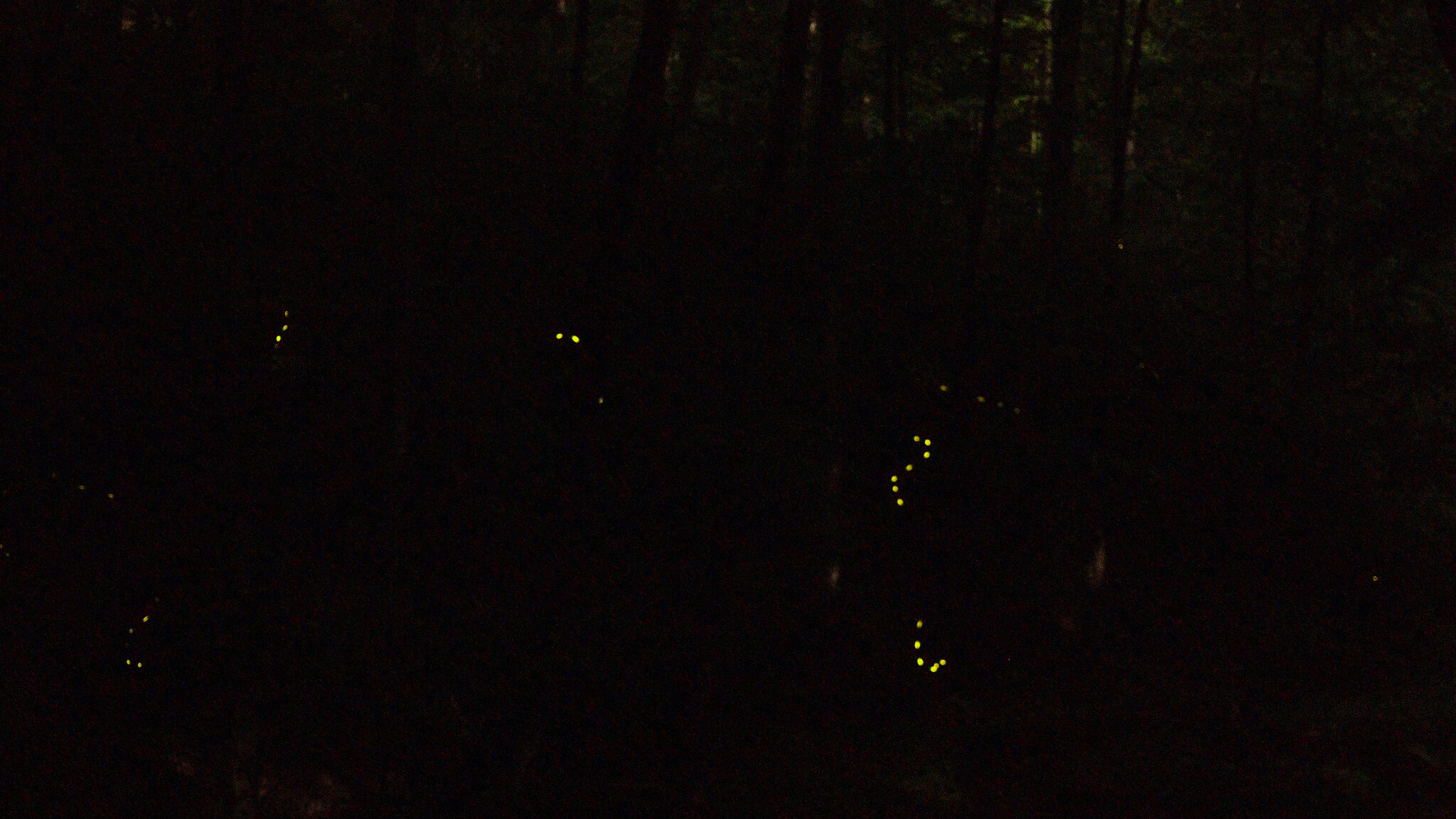 Strings of yellow dots against a black background show firefly flash patterns and flight trajectories.