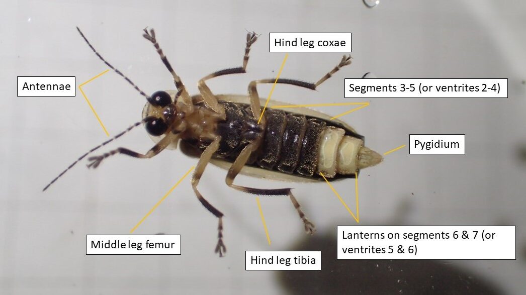 Underside of female firefly, showing antennae, hind leg coxae, middle leg femur, hind leg tibia, lanterns, pygidium (tail) and ventral segments.