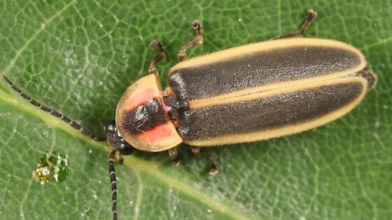 Firefly resting on a leaf, with black wings bordered with yellow and black, pink and yellow on the head shield.