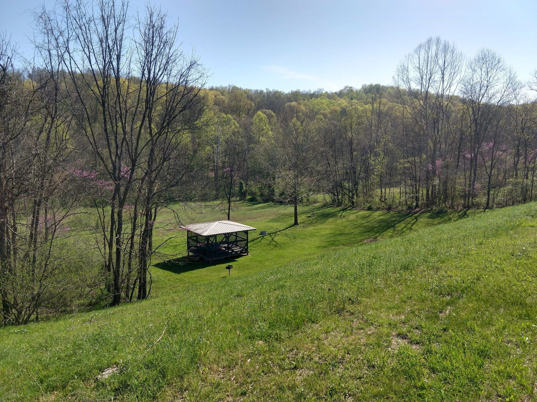 Observation: Pyractomena borealis - Firefly Atlas