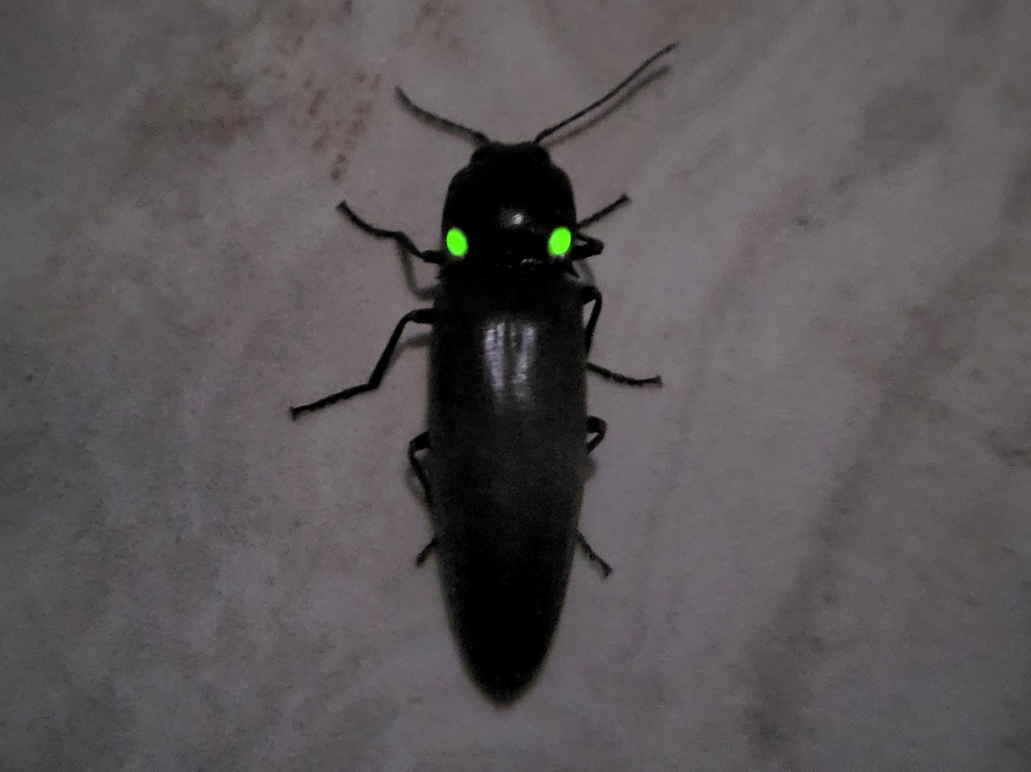 A glowing click beetle has two shining green dots on its middle body segment.