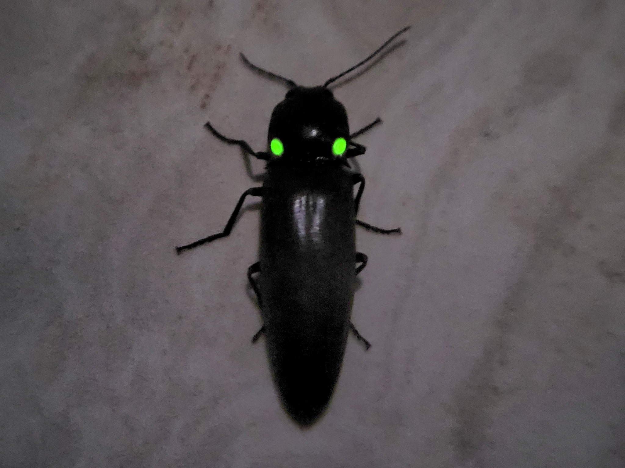 A-Rector-pyrophorini-CC-BY-NC A glowing click beetle has two shining green dots on its middle body segment.