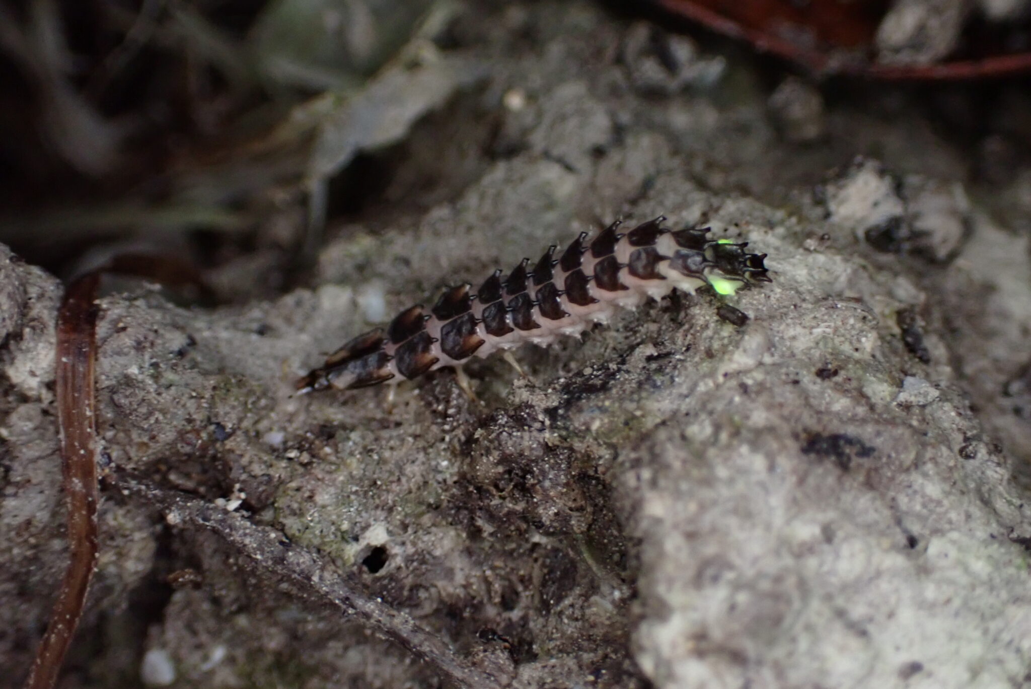 A grub-like firefly larva with spiked plates on its back crawls across wet sand and emits two greenish lights from its back end.