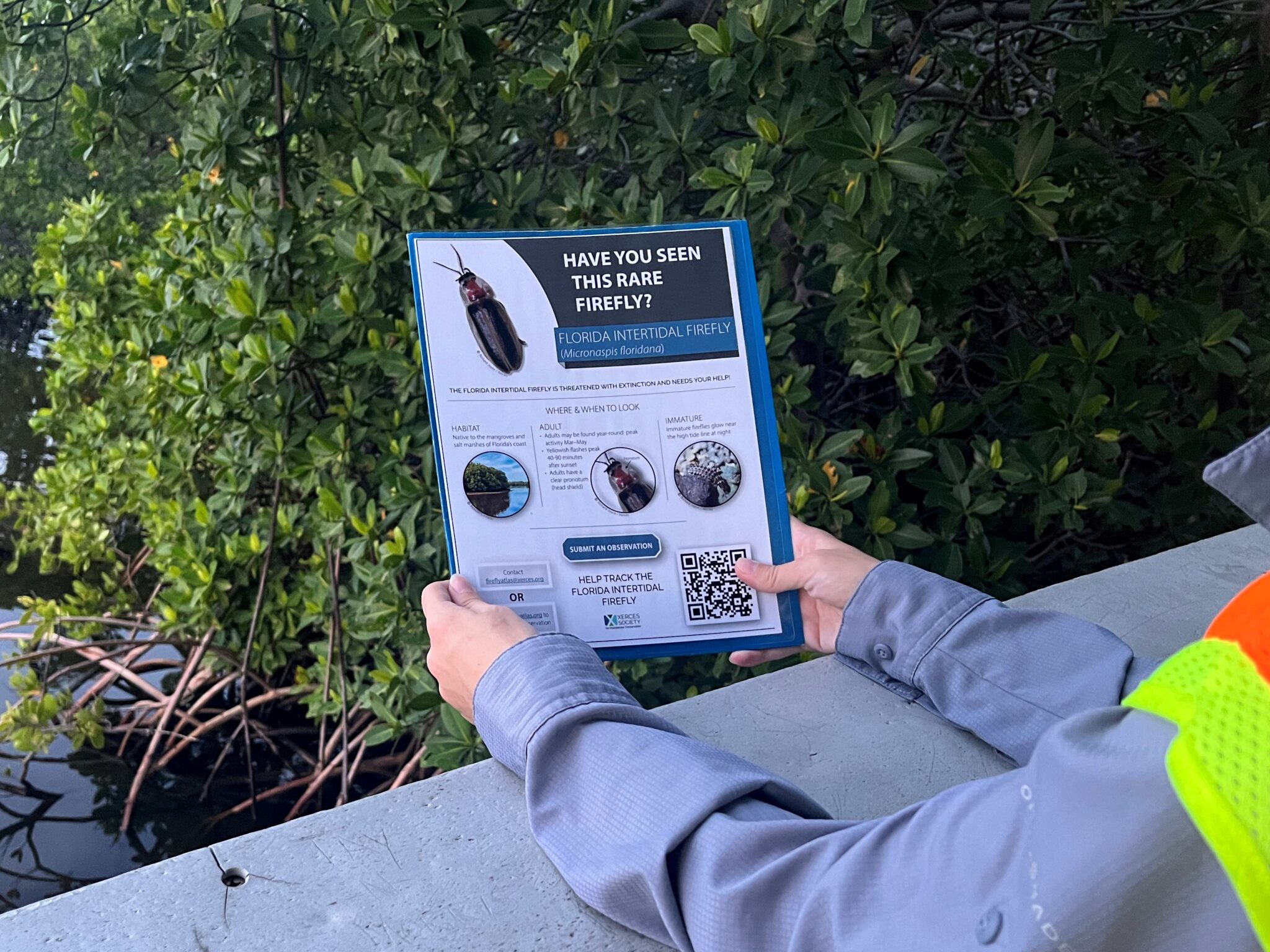 A person's hands are seen holding a flyer over a boardwalk railing, with water and mangrove roots in the background. The flyer says "Have you seen this rare firefly?" and has photos of a firefly species.
