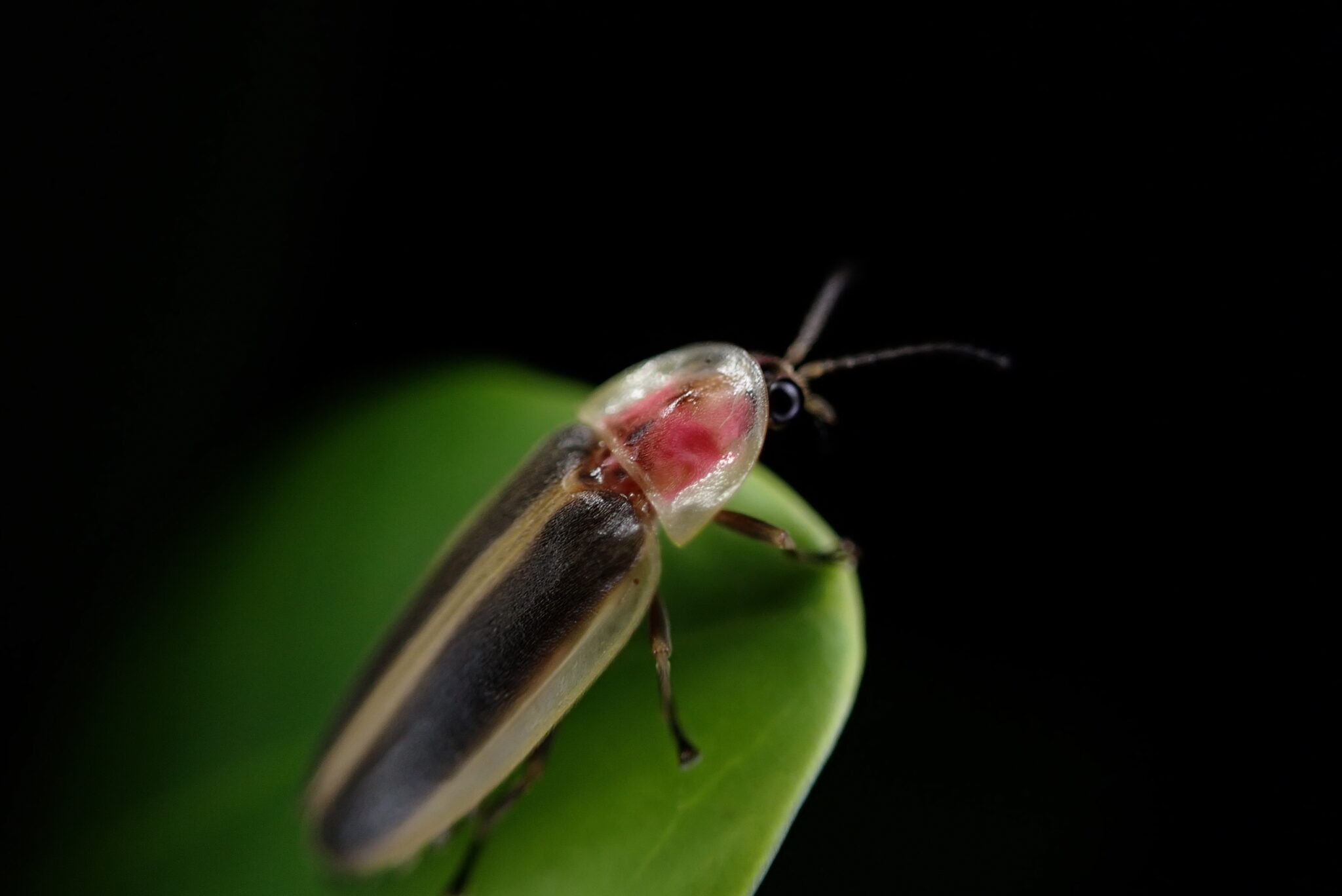 A firefly perches on a leaf, surrounded by darkness.
