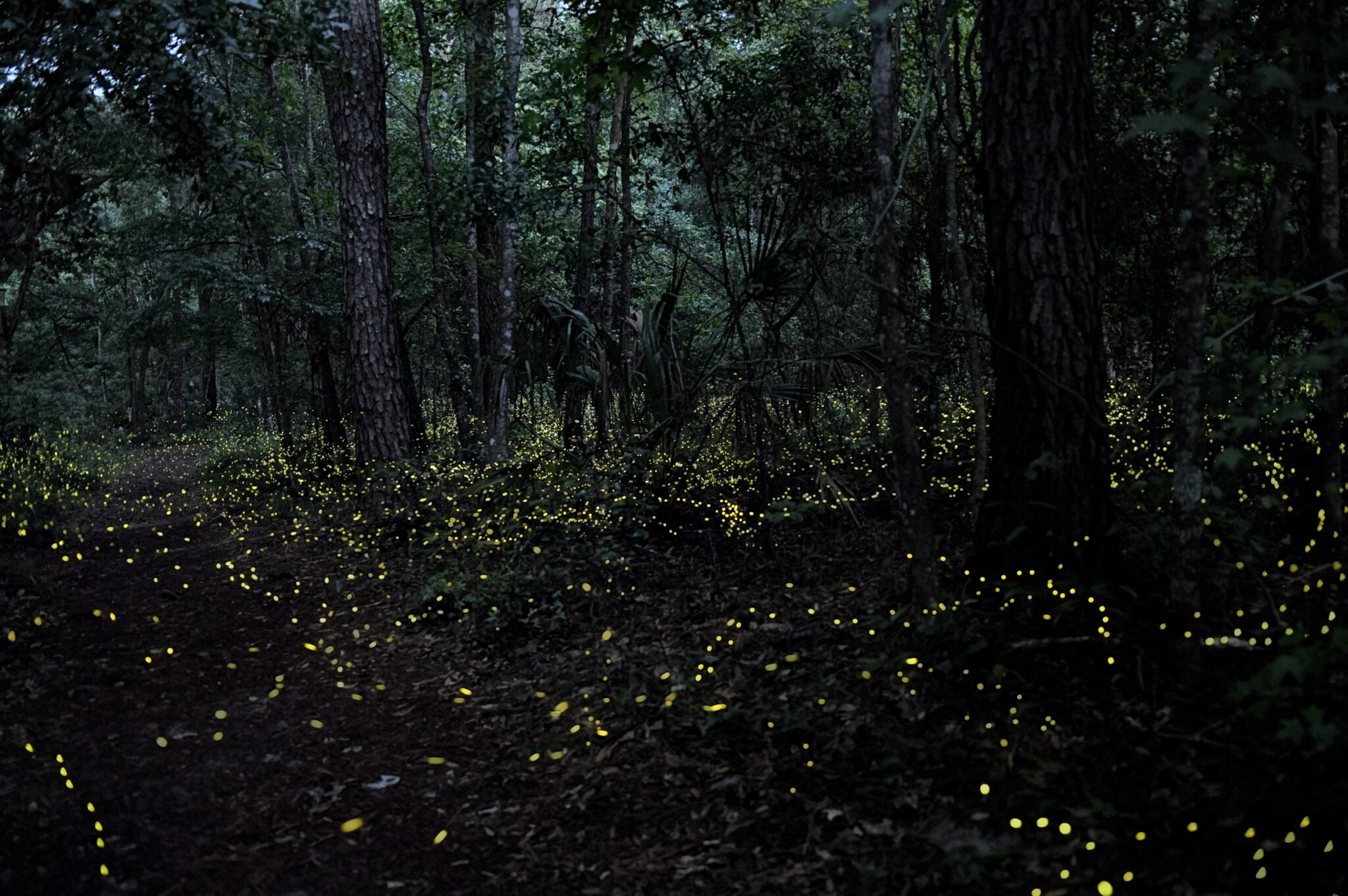 Dozens of yellow firefly flashes fill the understory of a dark forest.