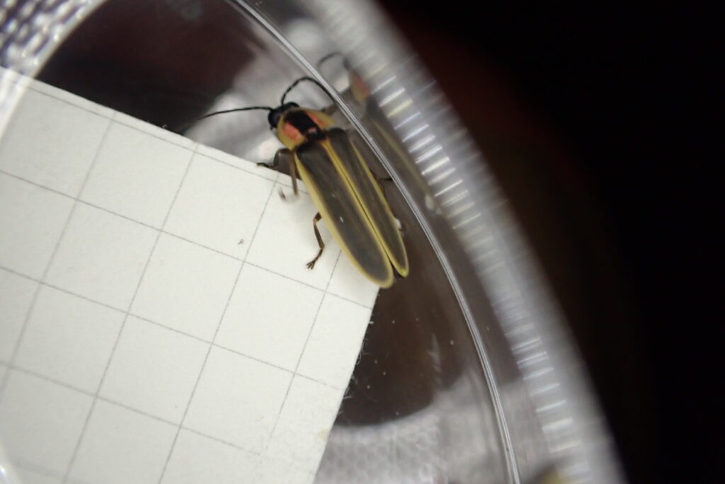 A black, yellow and red firefly rests inside a petri dish against a piece of graph paper used to show its size.