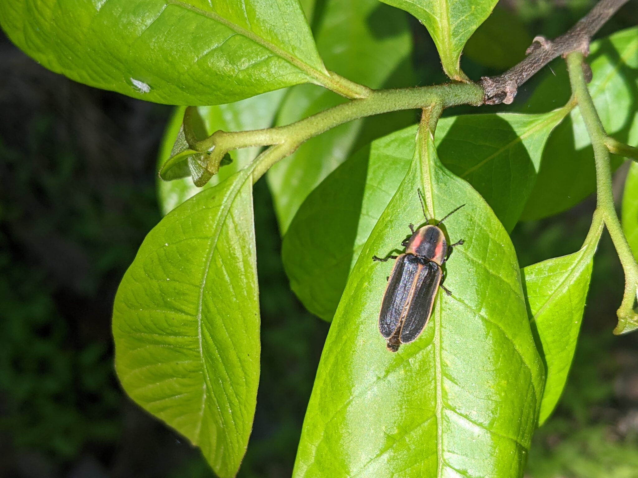 Observation: Pyractomena borealis - Firefly Atlas