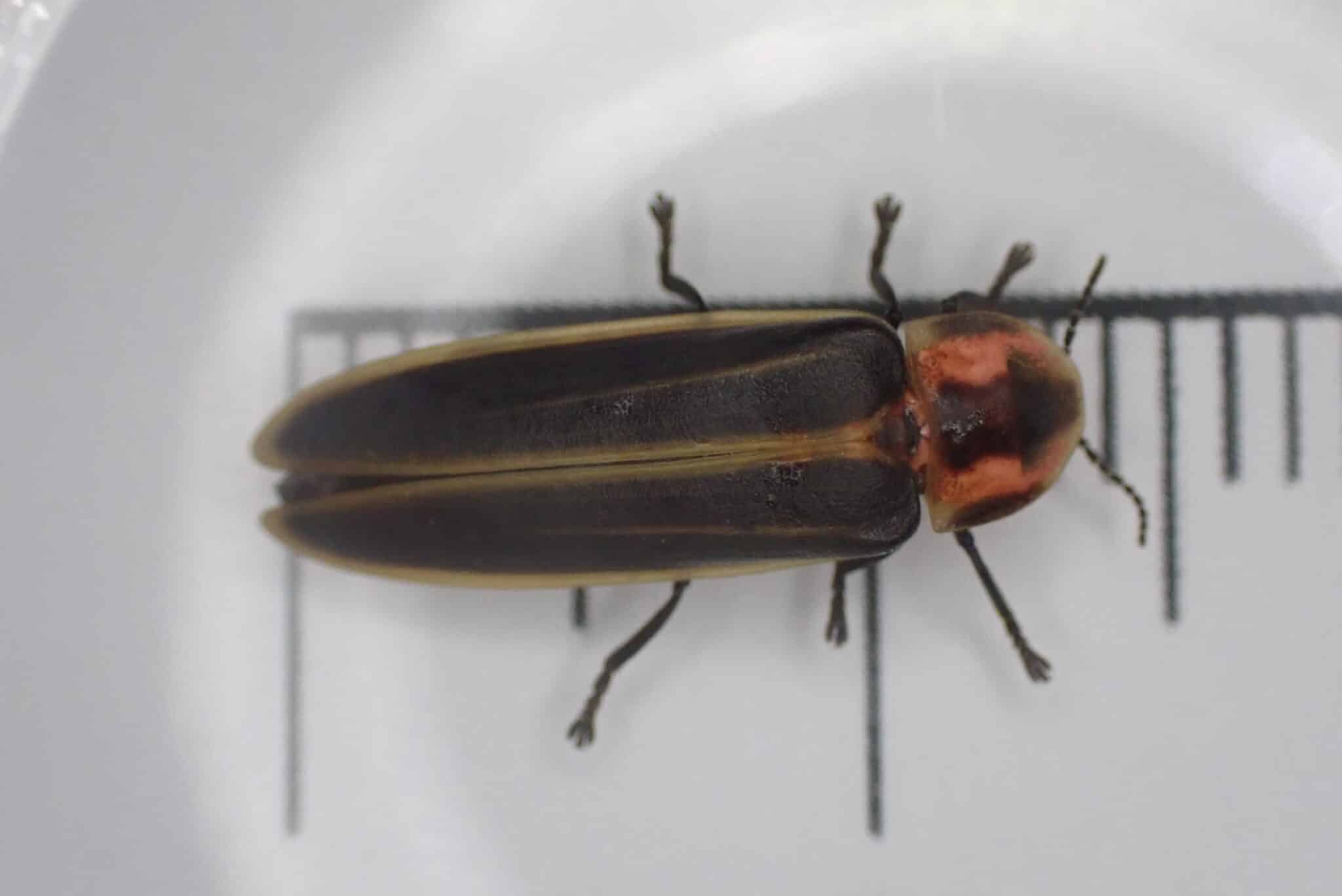 Observation: Pyractomena ecostata - Firefly Atlas