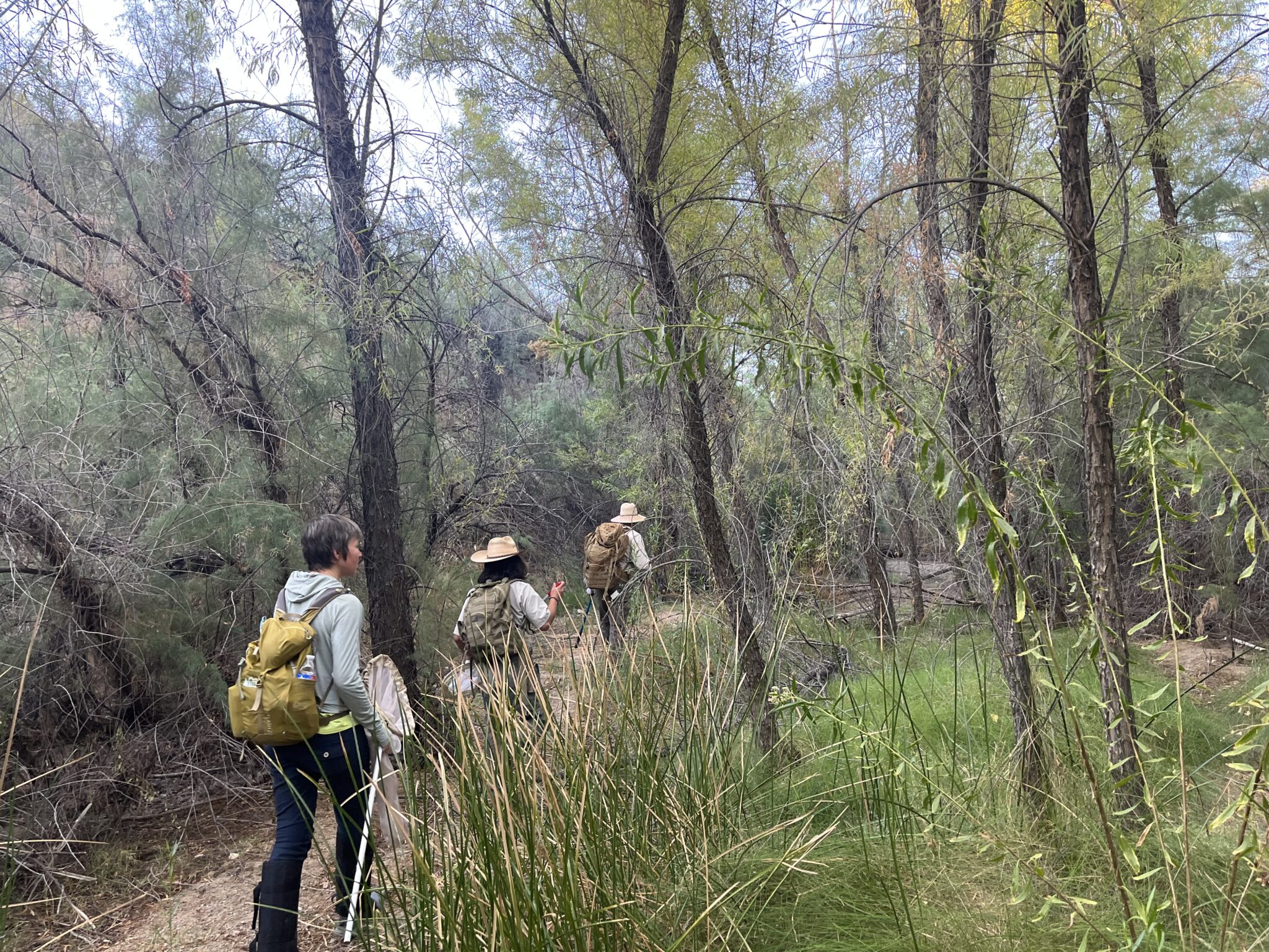 Three people with backpacks and insect nets hike through trees and grass.