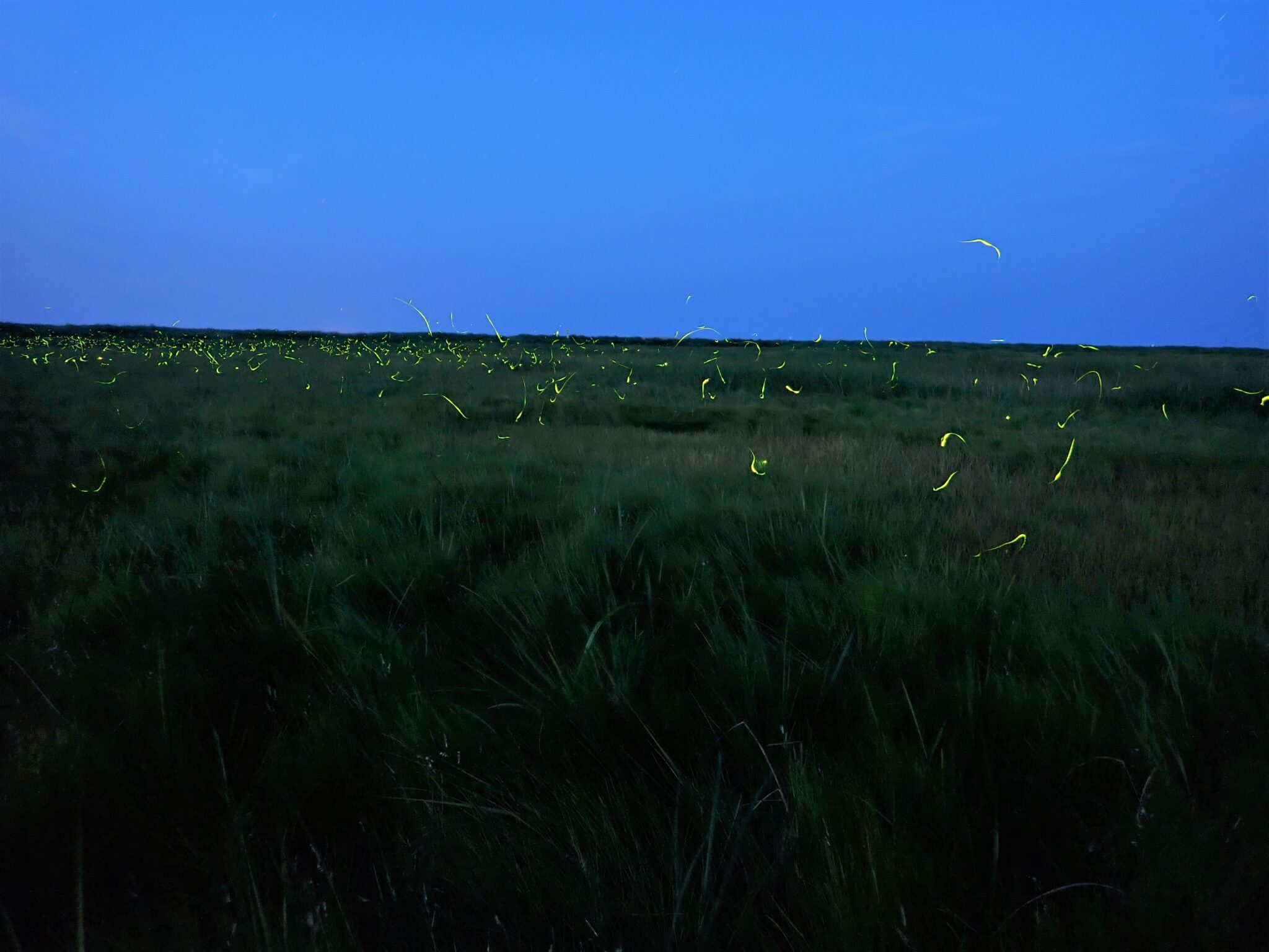 Dozens of greenish yellow light trails hover over a grassy salt marsh.