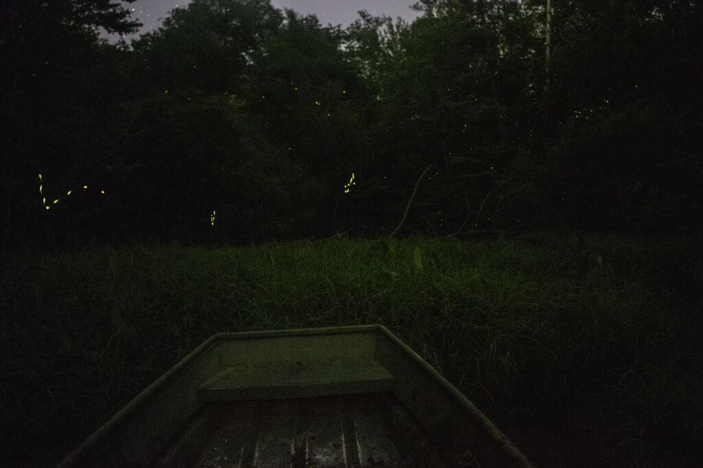 Firefly flash patterns appear as lines and clusters of yellowish green dots against a dark background. In the foreground is the stern of a rowboat and marsh vegetation.