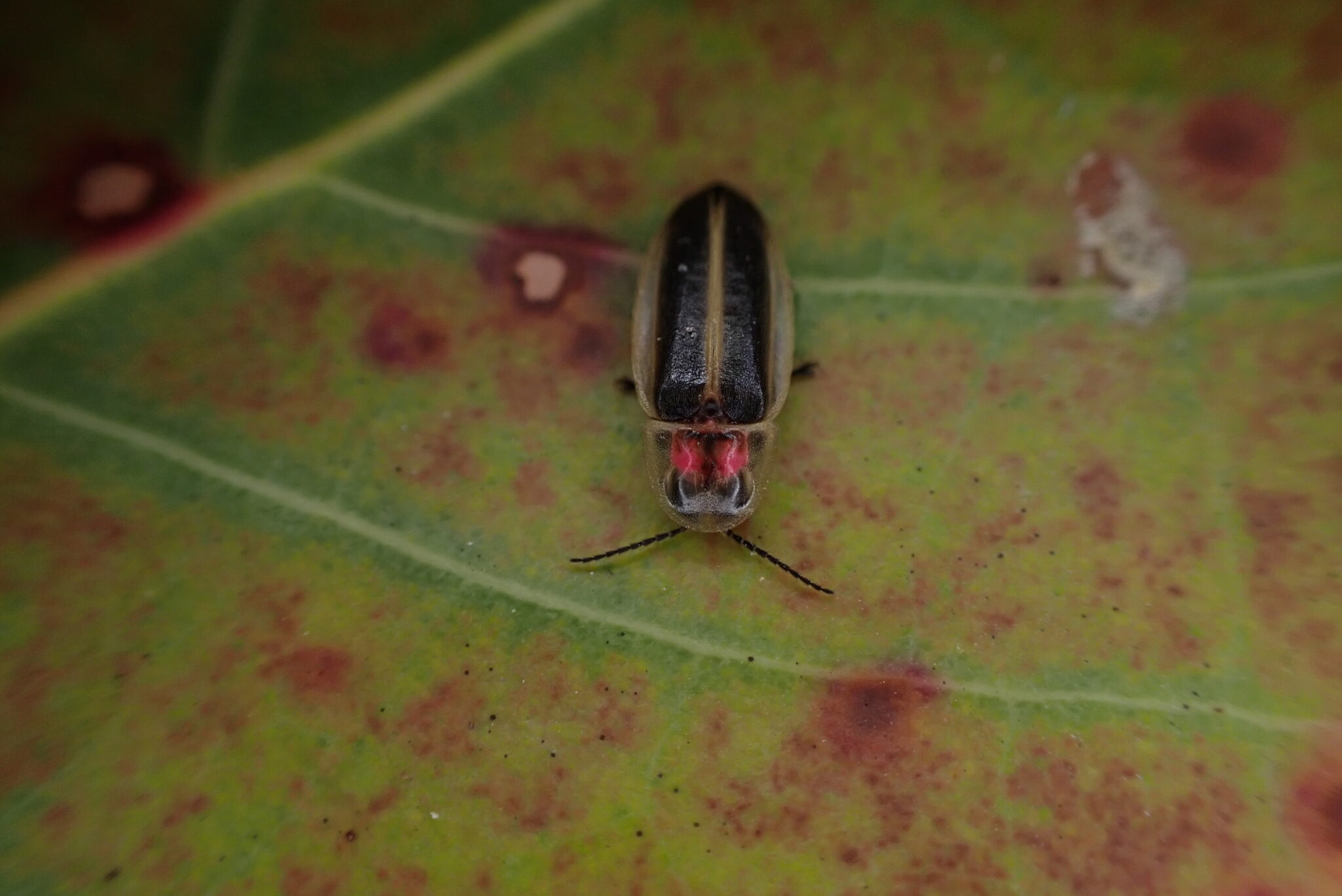 A firefly with black, yellow, and pink markings rests on a leaf.