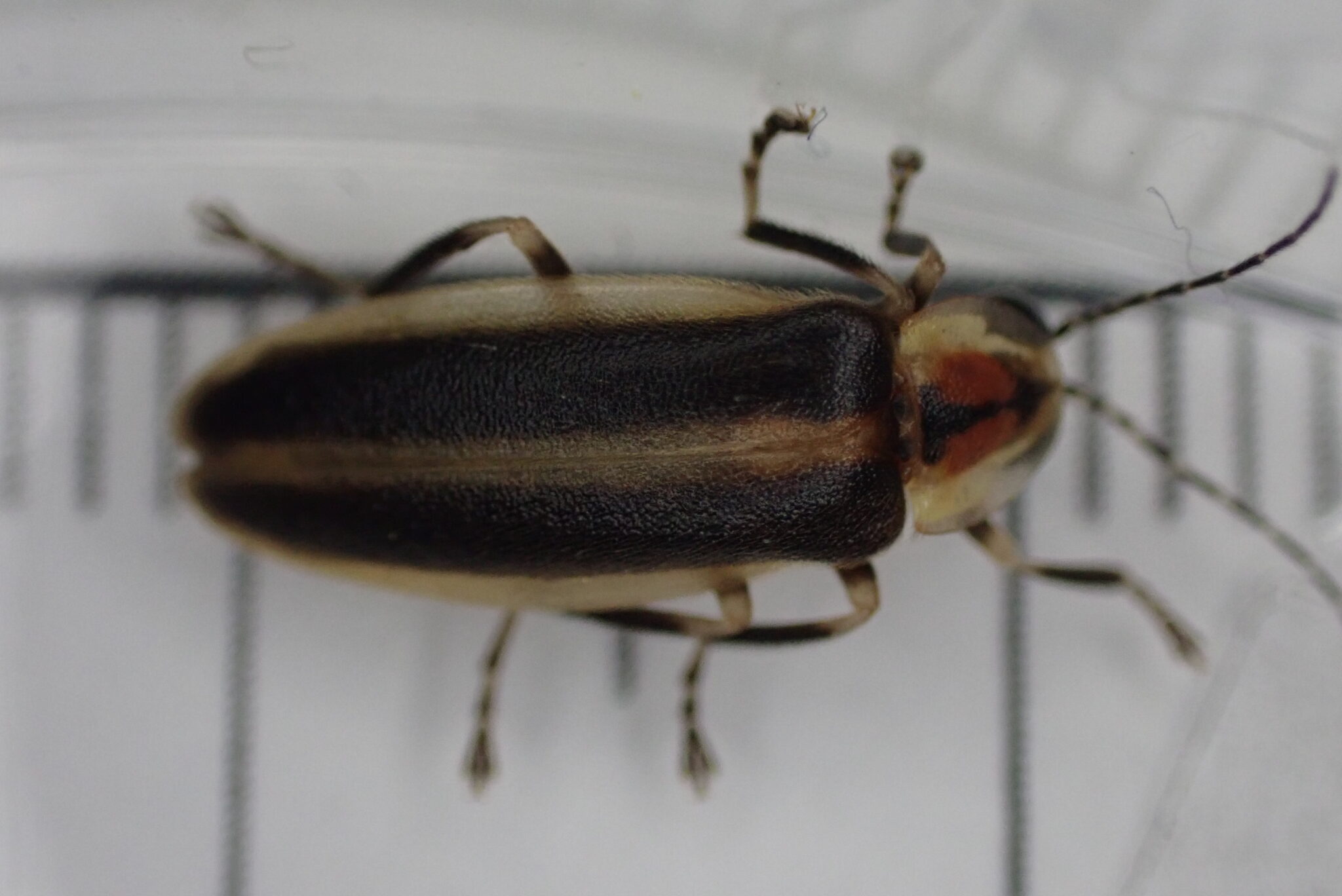 A black, yellow, and red firefly is against a white piece of paper with ruler tic marks.