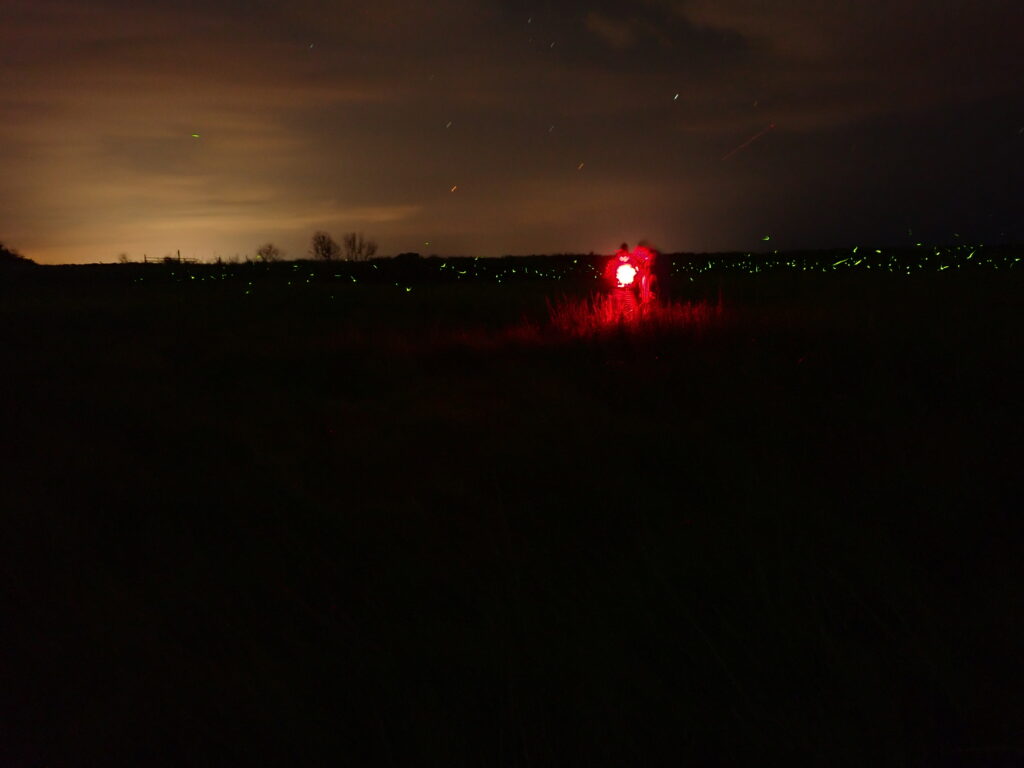 Two human figures lit up with red light are surrounded by darkness and the yellowish green specks of firefly flashes. The sky behind them is tinged with orange from light pollution.