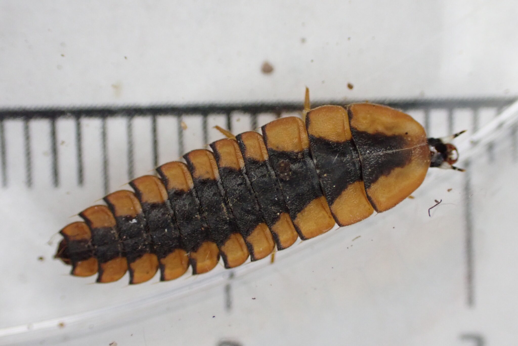 A segmented, oval-shaped firefly larva is orange with a dark brown stripe down its back.