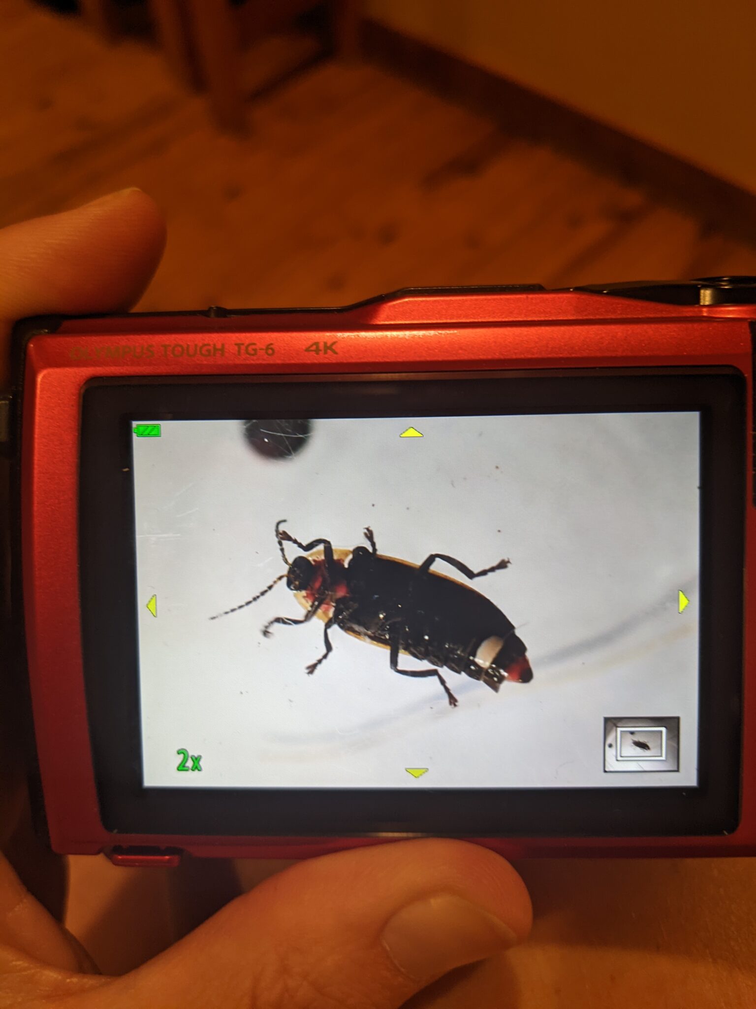 The screen on the back of a red camera shows the image of the underside of a firefly.