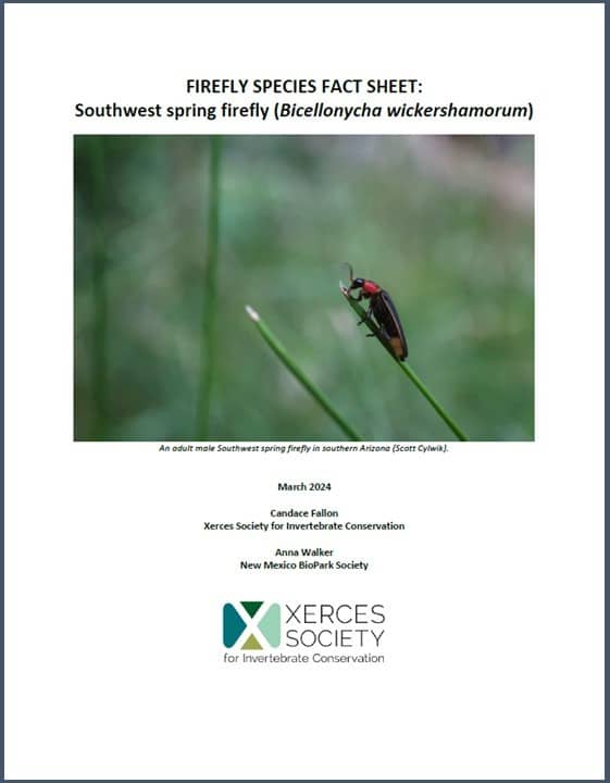 Firefly species fact sheet: Southwest spring firefly (Bicellonycha wickershamorum). Click to open pdf.