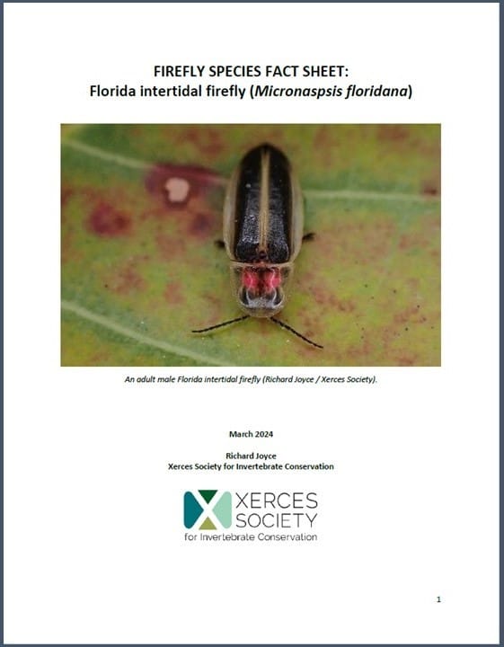 Firefly species fact sheet: Florida intertidal firefly (Micronaspis floridana). Click to open pdf.